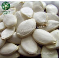 China Origin Cheap Snow White Pumpkin Seeds Price